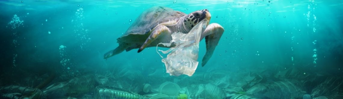 Sea turtle with plastic bag in its mouth